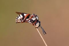 Gewöhnliche Filzbiene