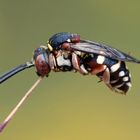  Gewöhnliche Filzbiene Apidae (Epeolus variegatus) ... Sommererinnerung