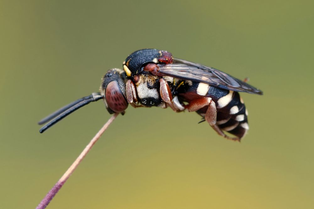  Gewöhnliche Filzbiene Apidae (Epeolus variegatus) ... Sommererinnerung