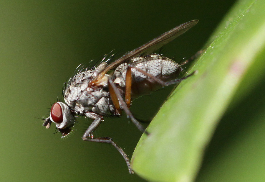 gewöhnliche Fliege