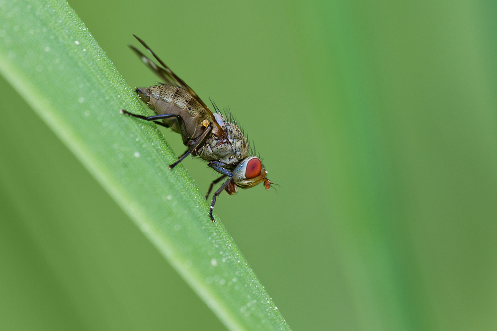 gewöhnliche Fliege?