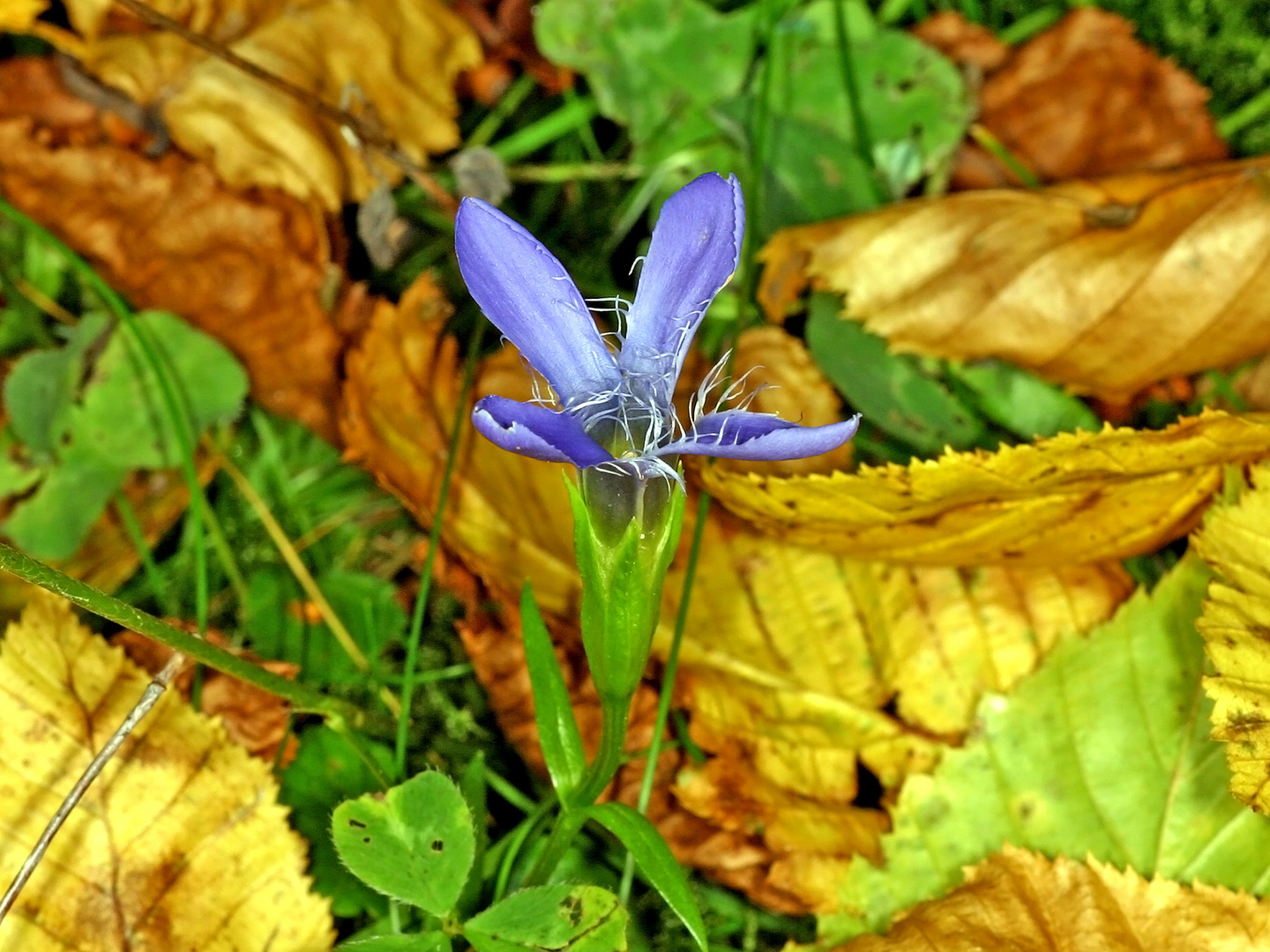 Gewöhnliche Fransenenzian (Gentianopsis ciliata, früher Gentiana ciliata)