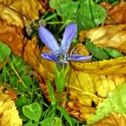 Gewöhnliche Fransenenzian (Gentianopsis ciliata, früher Gentiana ciliata)