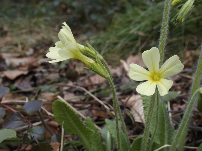 Gewöhnliche Frühlings-Schlüsselblume 'Primula veris'