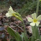 Gewöhnliche Frühlings-Schlüsselblume 'Primula veris'