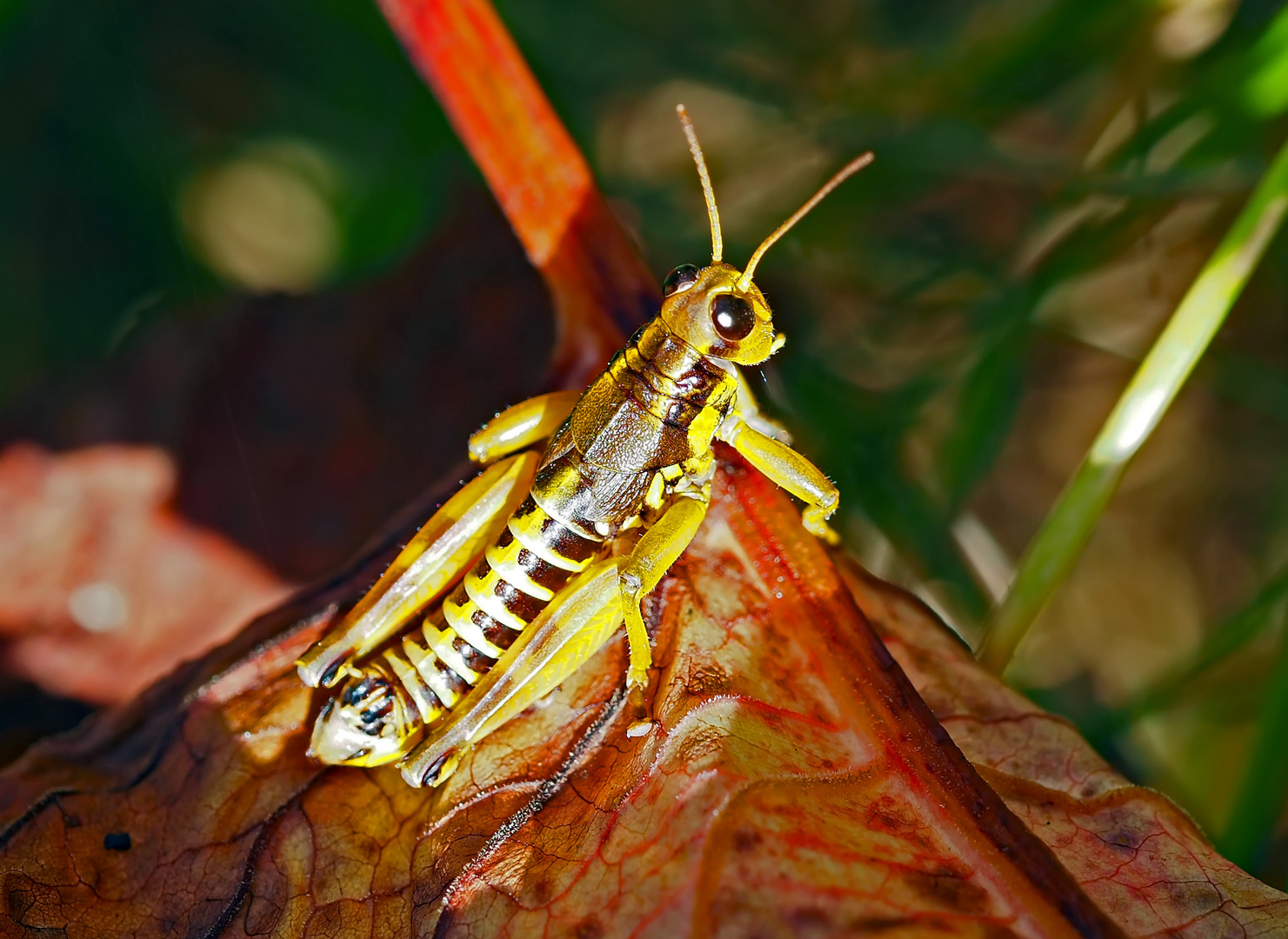 Gewöhnliche Gebirgsschrecke (Podisma pedestris)* - Miramelle des moraines.