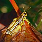 Gewöhnliche Gebirgsschrecke (Podisma pedestris)* - Miramelle des moraines.