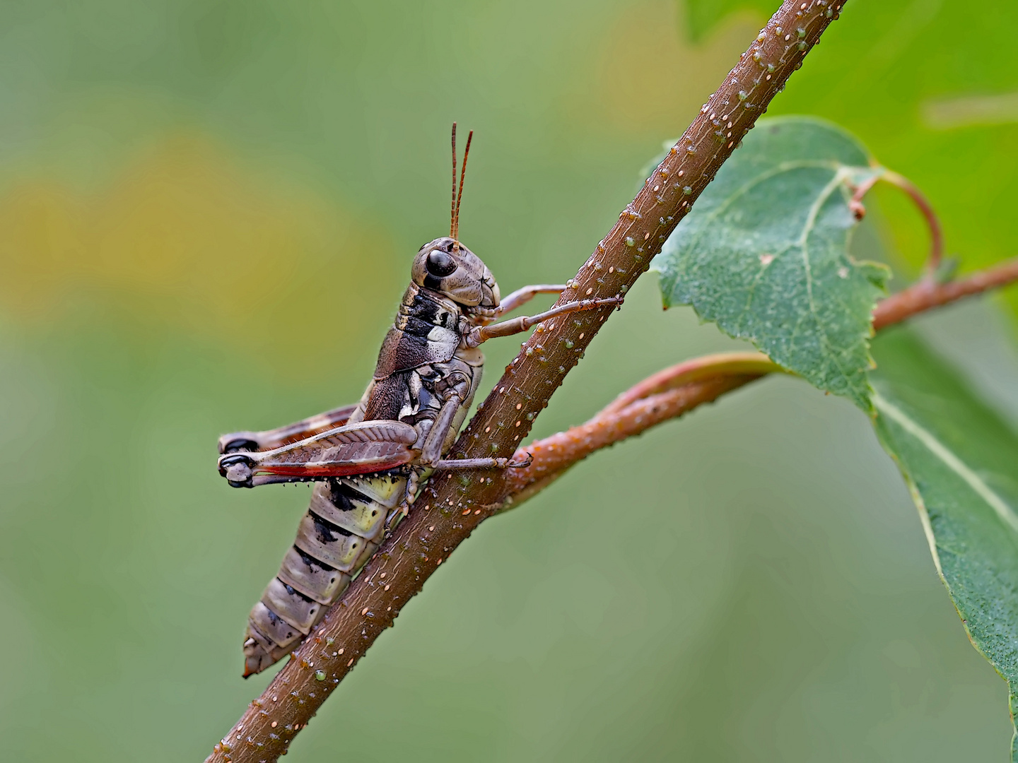 Gewöhnliche Gebirgsschrecke (Podisma pedestris) - Miramelle des moraines. 