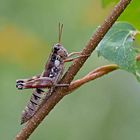 Gewöhnliche Gebirgsschrecke (Podisma pedestris) - Miramelle des moraines. 