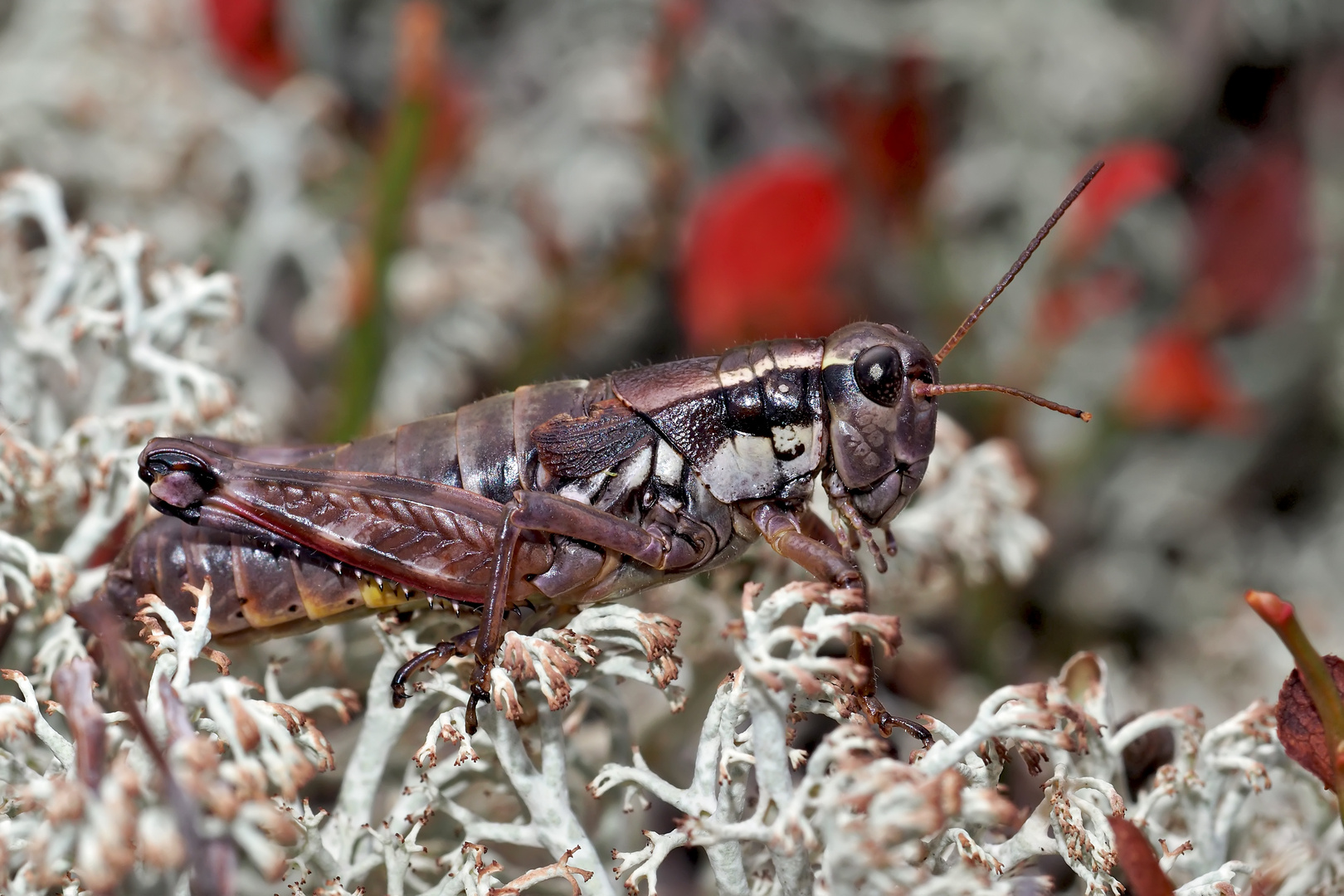 Gewöhnliche Gebirgsschrecke (Podisma pedestris) * - Miramelle des moraines.