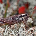 Gewöhnliche Gebirgsschrecke (Podisma pedestris) * - Miramelle des moraines.