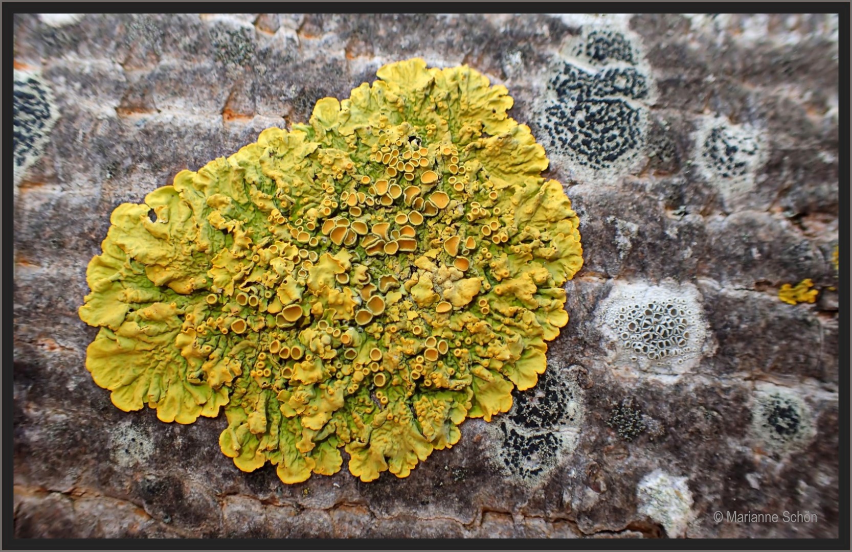 ... Gewöhnliche Gelbflechte ...Xanthoria parietina...