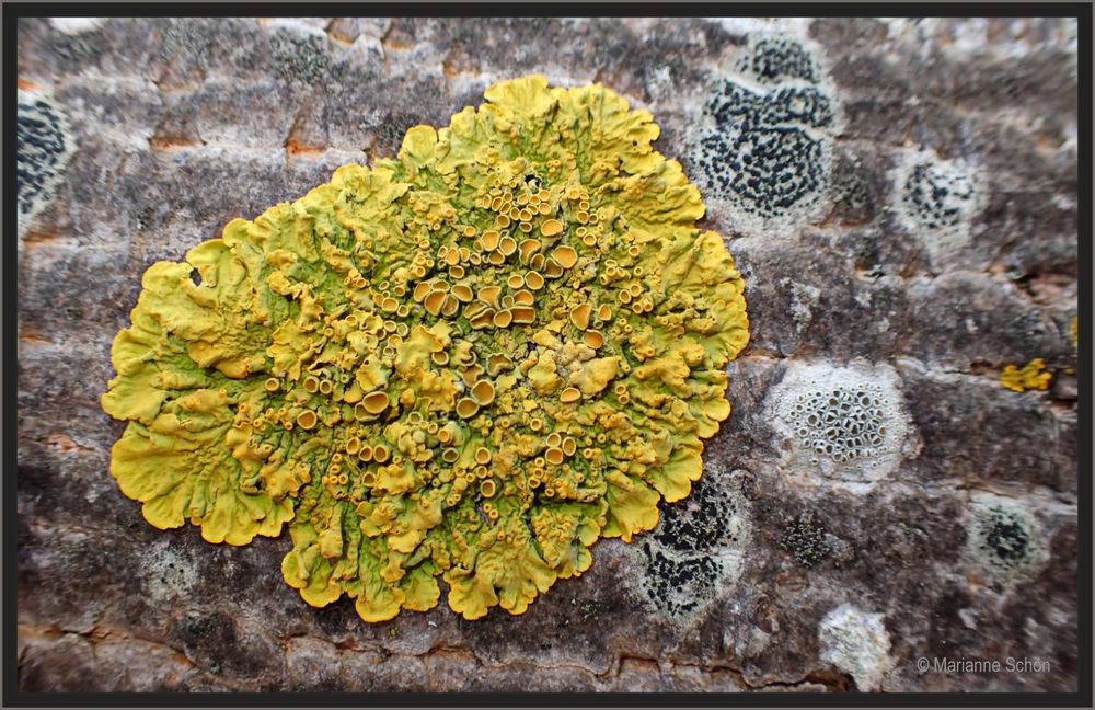 ... Gewöhnliche Gelbflechte ...Xanthoria parietina...