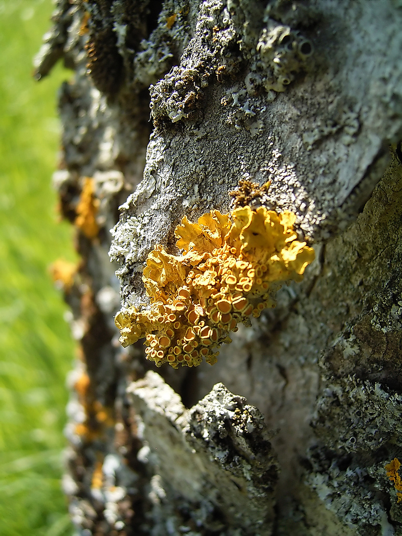 Gewöhnliche Gelbflechte (Xanthoria parietina)