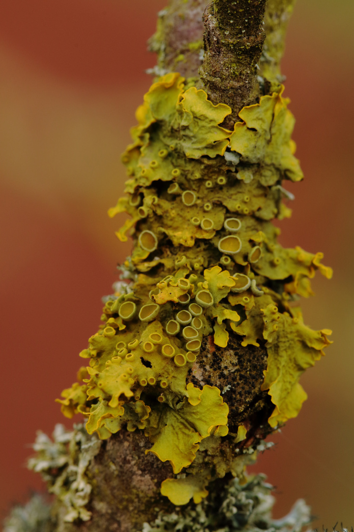 Gewöhnliche Gelbflechte (Xanthoria parietina)