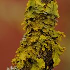 Gewöhnliche Gelbflechte (Xanthoria parietina)