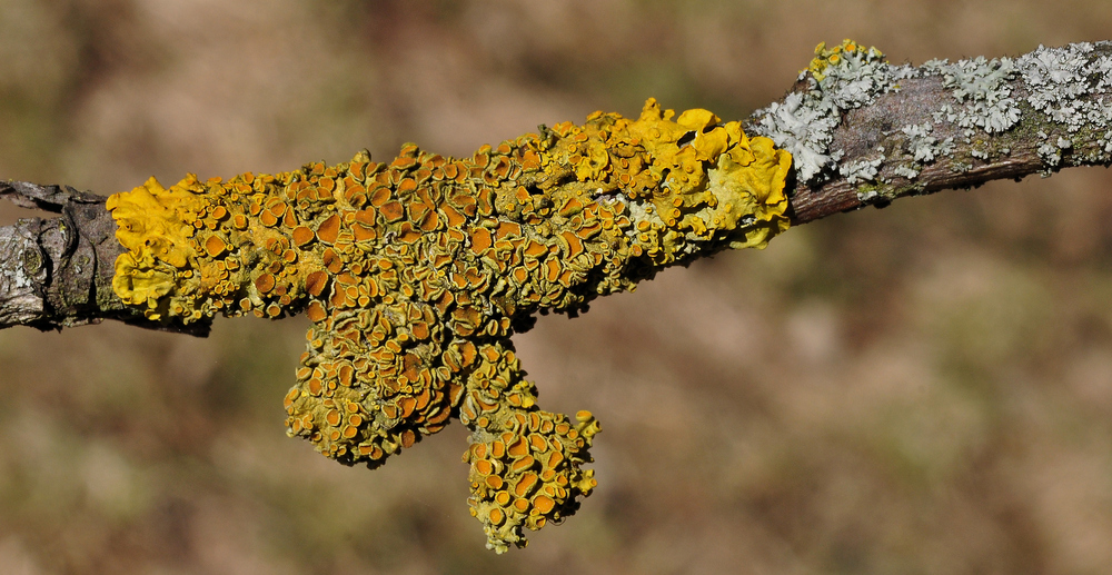 ~~~~~~~~~Gewöhnliche Gelbflechte (Xanthoria parietina)~~~~~~~~~~