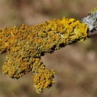 ~~~~~~~~~Gewöhnliche Gelbflechte (Xanthoria parietina)~~~~~~~~~~