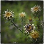 Gewöhnliche Golddistel (Carlina vulgaris)...