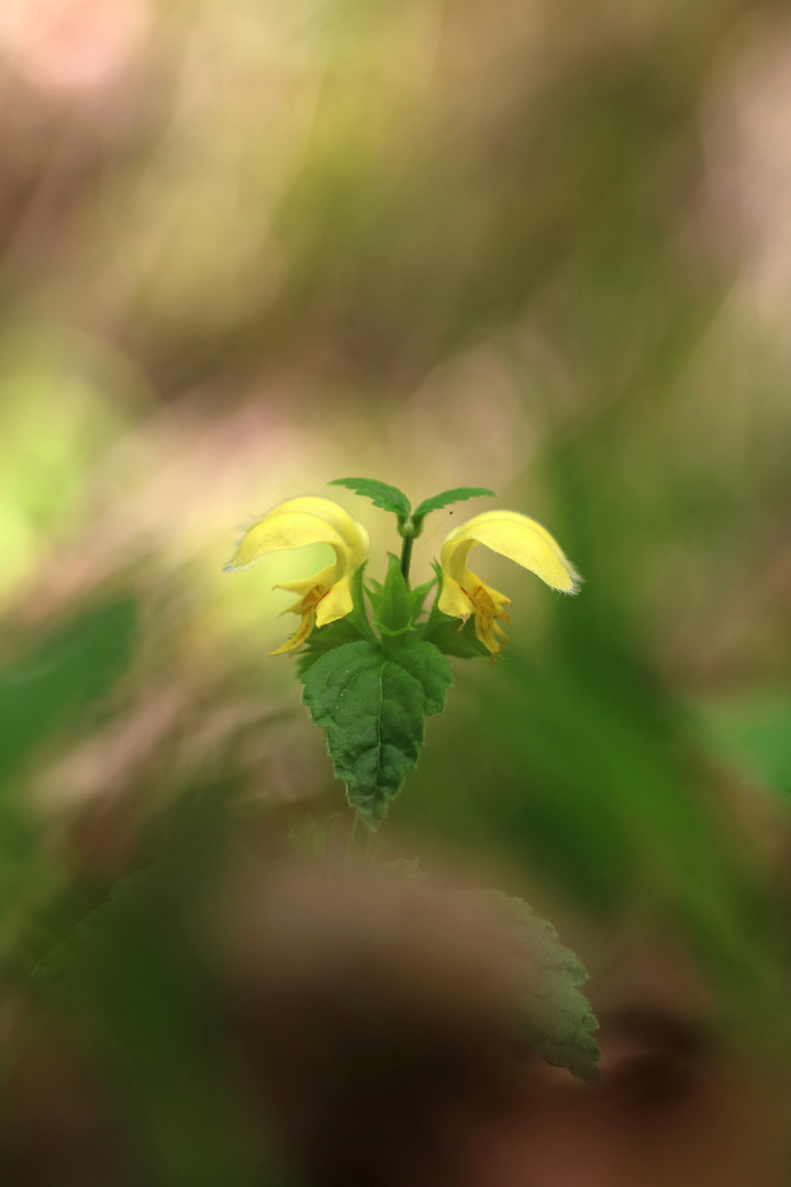 Gewöhnliche -Goldnessel