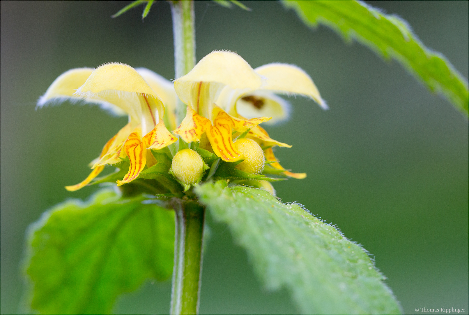 Gewöhnliche Goldnessel (Lamium galeobdolon)..