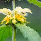 Gewöhnliche Goldnessel (Lamium galeobdolon)..