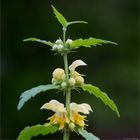 Gewöhnliche Goldnessel (Lamium galeobdolon).