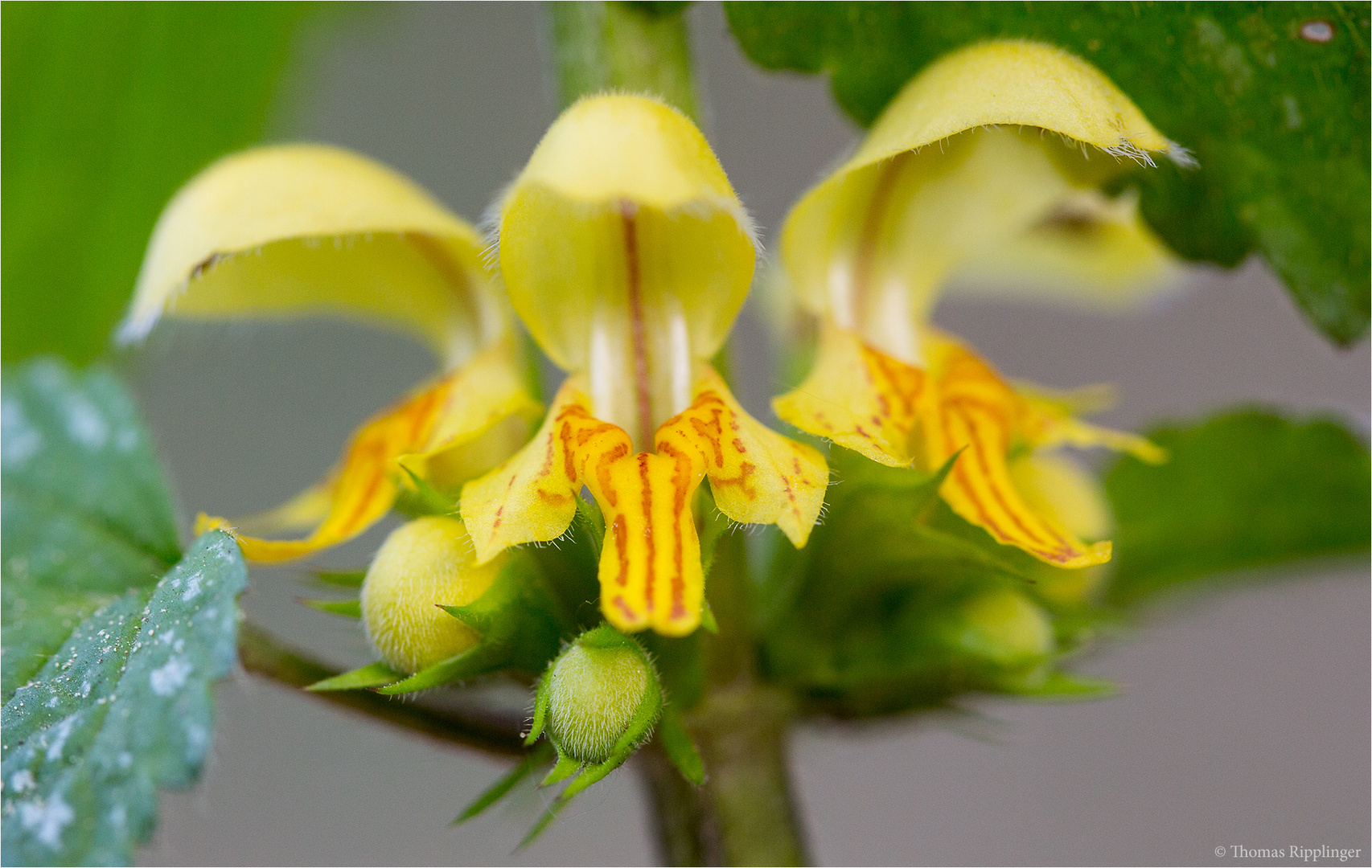 Gewöhnliche Goldnessel (Lamium galeobdolon).....