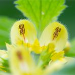 Gewöhnliche Goldnessel (Lamium galeobdolon)....