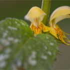 Gewöhnliche Goldnessel (Lamium galeobdolon)...