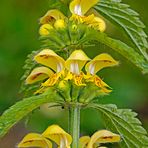 Gewöhnliche Goldnessel (Lamium galeobdolon) 