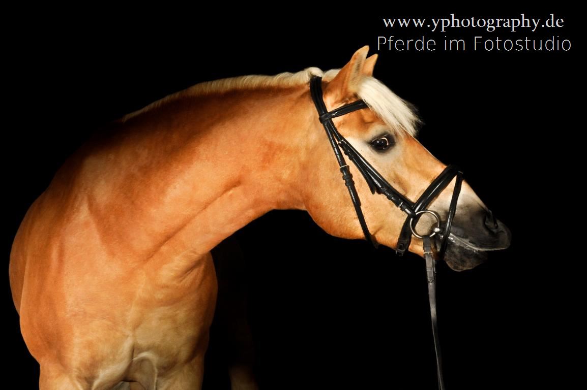 "Gewöhnliche Haflinger" ...