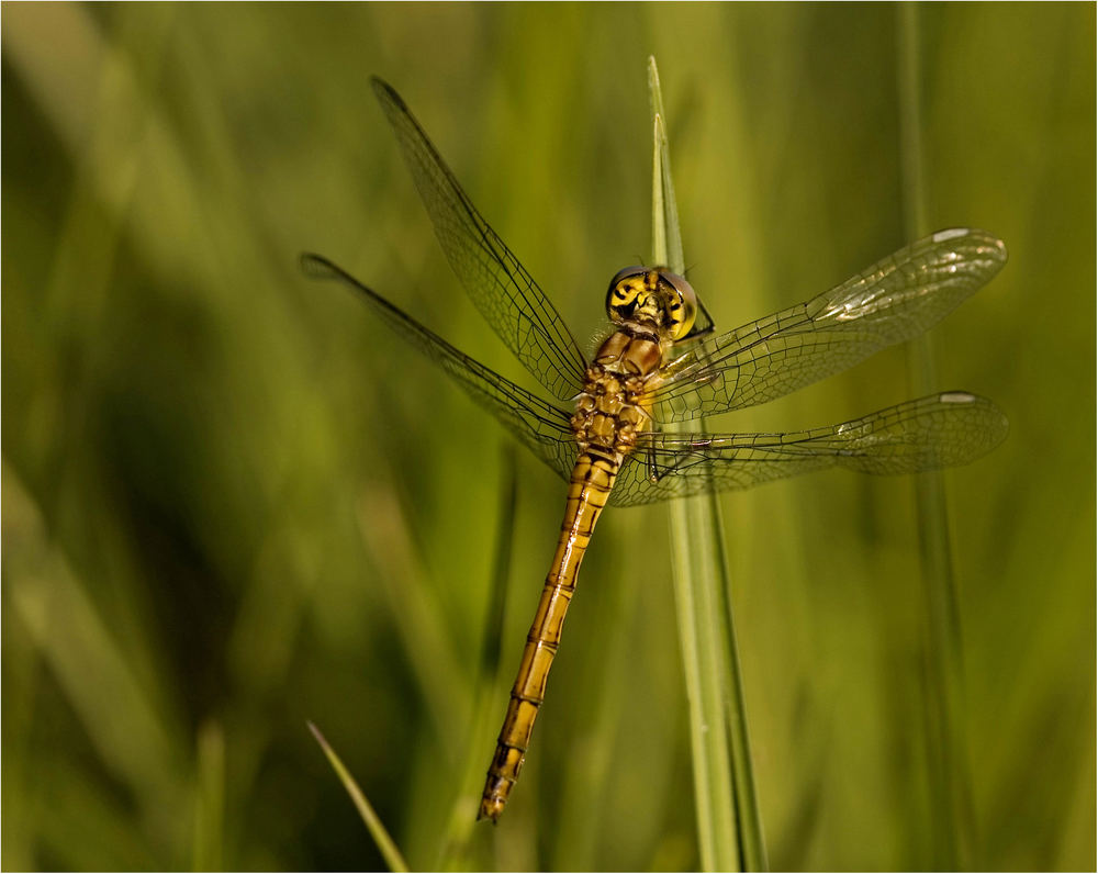 Gewöhnliche Heidelibelle (Sympetrum vulgatum), wbl. Tier