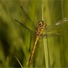 Gewöhnliche Heidelibelle (Sympetrum vulgatum), wbl. Tier