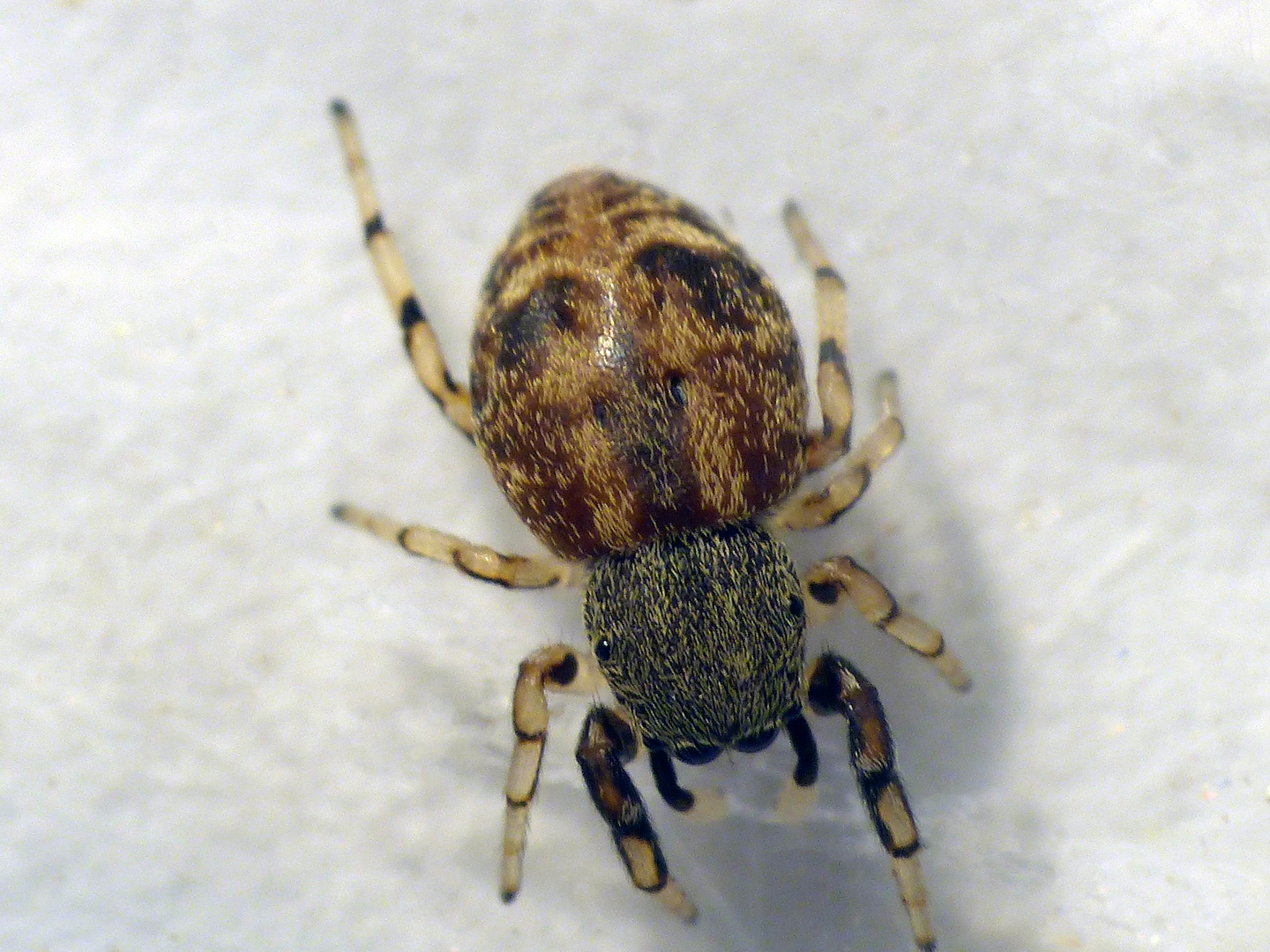 Gewöhnliche Käferspringspinne (Ballus chalybeius)