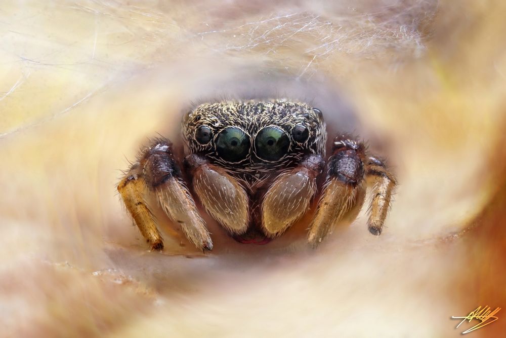 Gewöhnliche Käferspringspinne (Ballus chalybeius) 