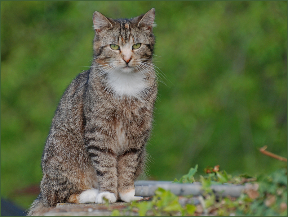 Gewöhnliche Katzen gibt es nicht. (Colette)