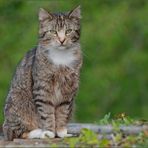 Gewöhnliche Katzen gibt es nicht. (Colette)