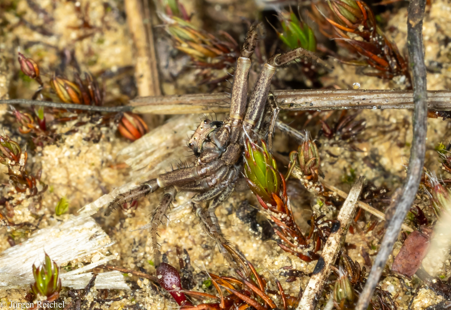 Gewöhnliche Krabbenspinne (Xysticus cristatus) 