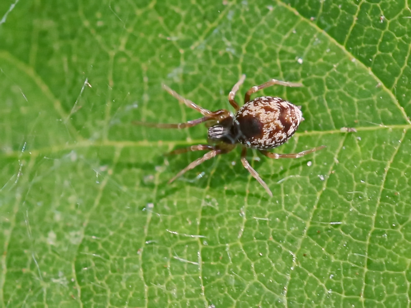 Gewöhnliche Kräuselspinne