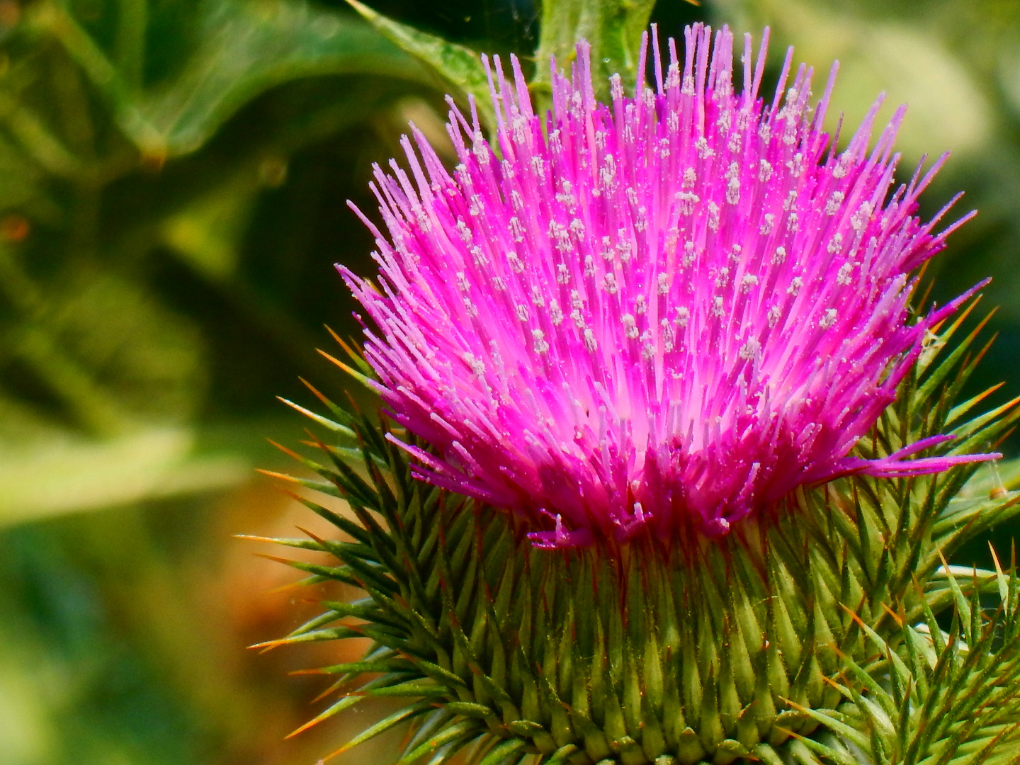 Gewöhnliche Kratzdistel