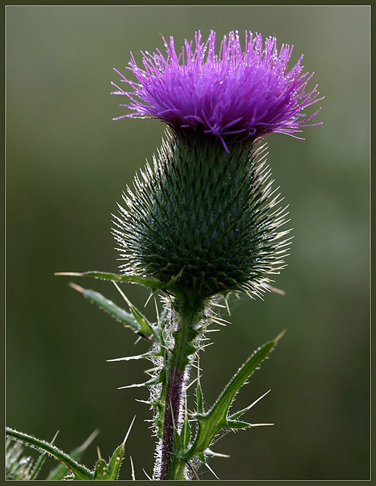 gewöhnliche Kratzdistel