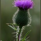 gewöhnliche Kratzdistel