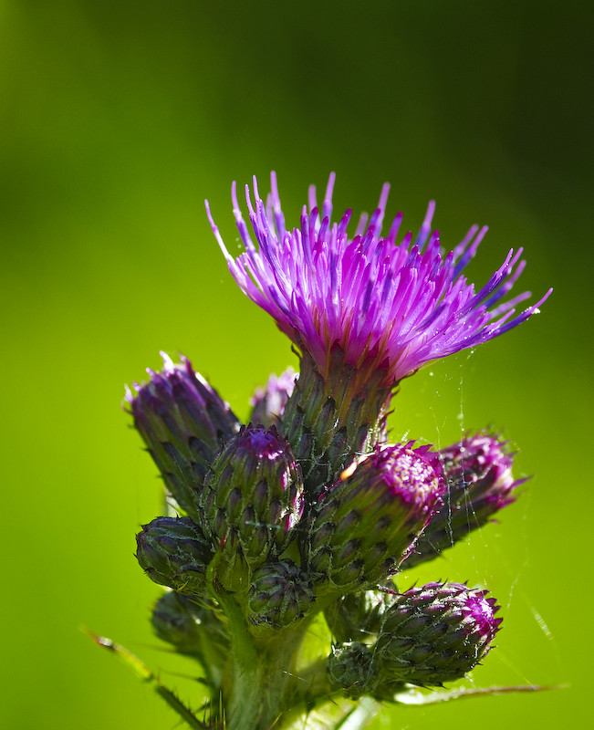 Gewöhnliche Kratzdistel