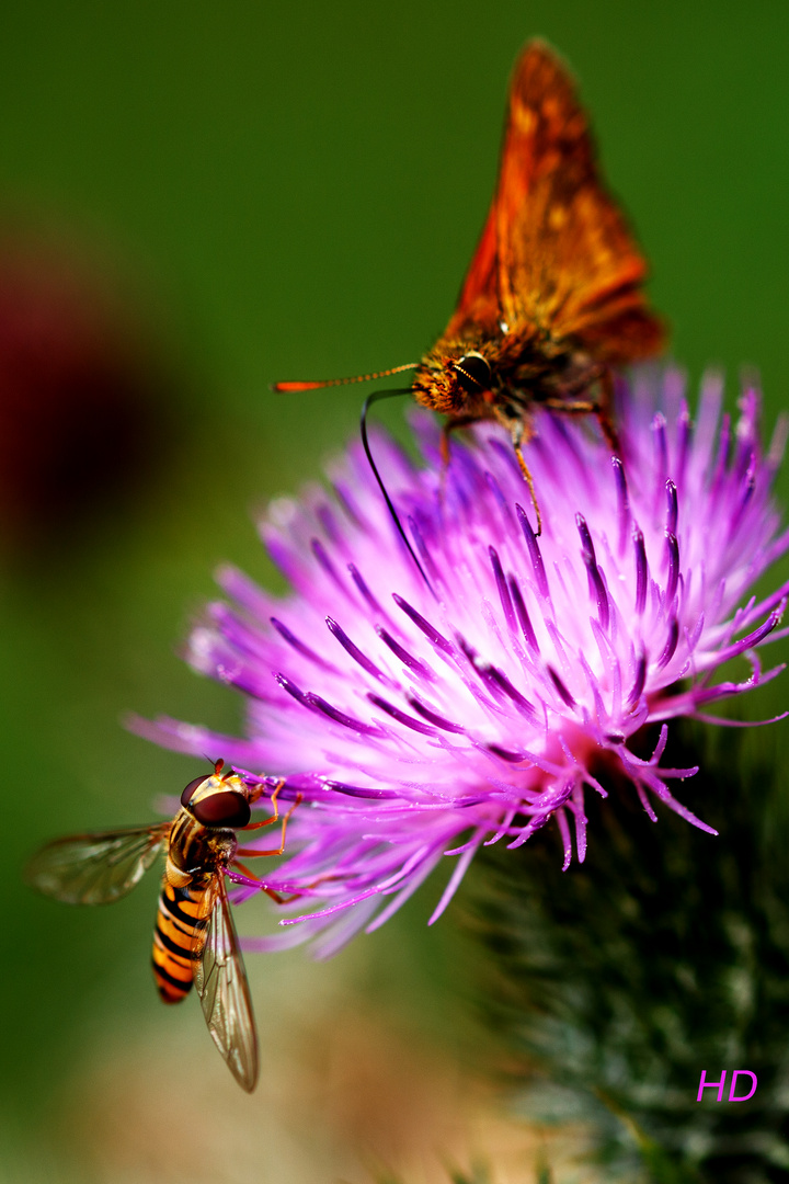 Gewöhnliche Kratzdistel als Insektenweide