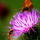 Gewöhnliche Kratzdistel als Insektenweide