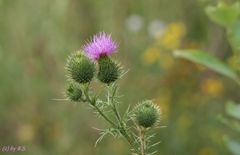 gewöhnliche Kratzdistel