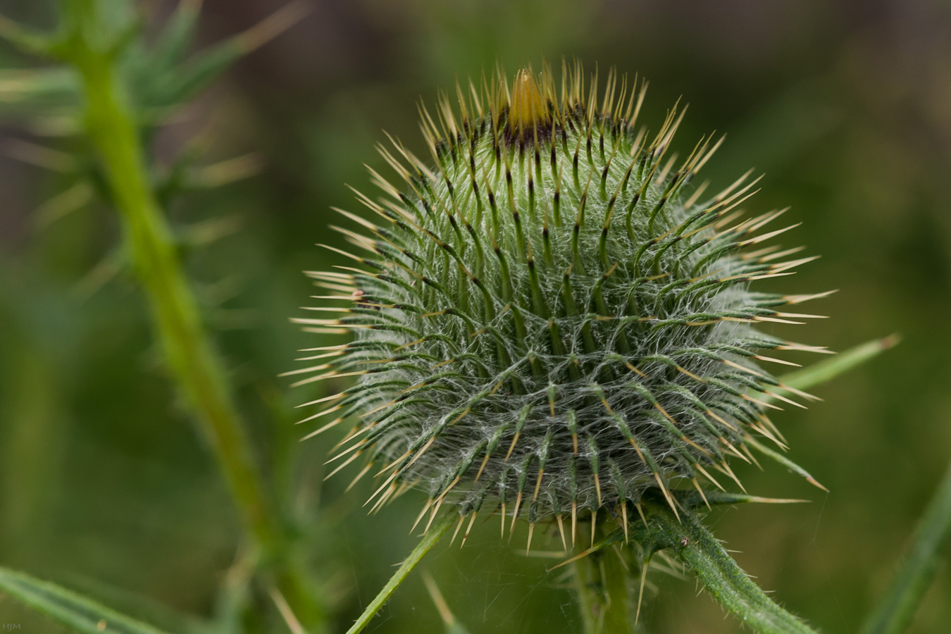 Gewöhnliche Kratzdistel