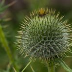 Gewöhnliche Kratzdistel