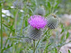 Gewöhnliche Kratzdistel